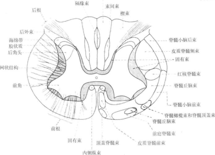 脊髓的传导束模式图