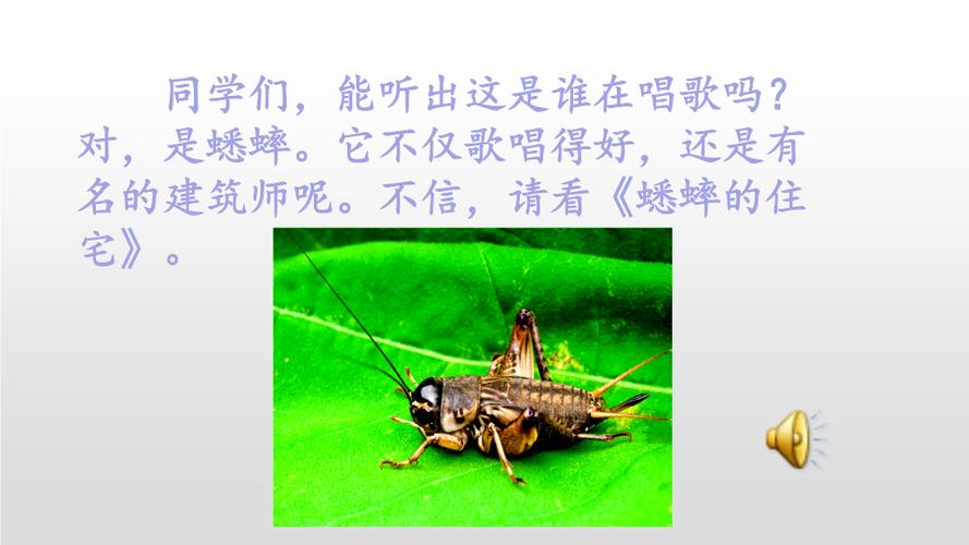 四年级上册语文蟋蟀的住宅ppt精品课件