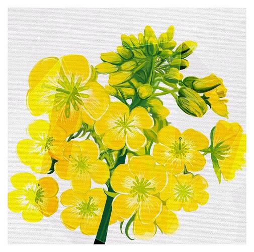 油菜花 