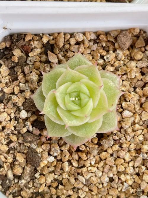 麦秆多肉_多肉植物_麦秆多肉_家居家装_家居装饰_花艺