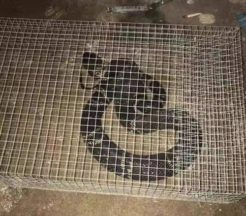 武义县公安局民警于周某家中当场查获用于捕蛇的蛇笼23只,以及来不及