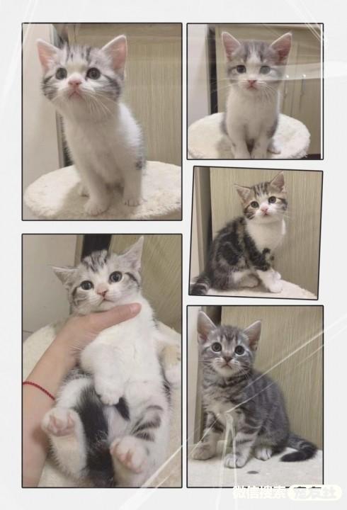 自己家养大猫生得四脚吞金兽,很可爱,很健康,能吃能.