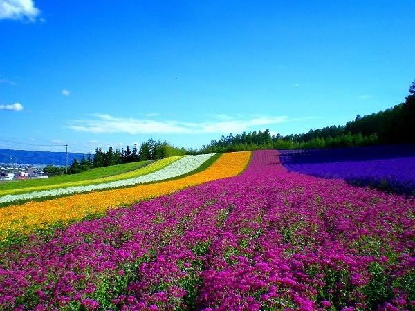 夏の北海道丨有一种浪漫叫富良野的紫色花海