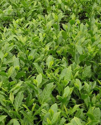 茶道江湖之 铁观音[原创]