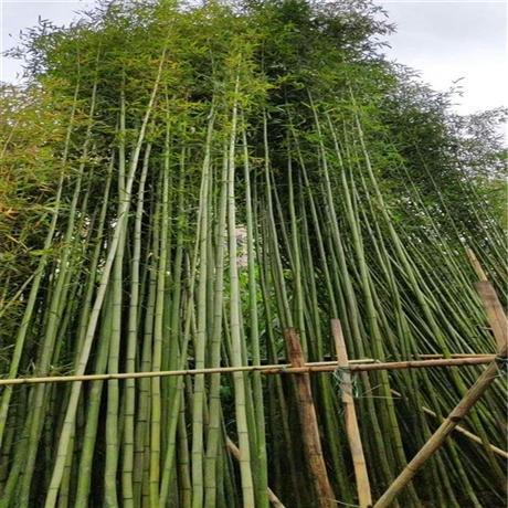 基地直供刚竹苗浙江刚竹价格各种竹类植物欢迎来电