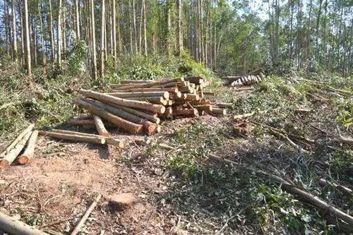 宾阳哥购买一处速生桉树林,砍伐时没办证被抓!