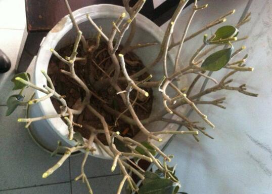 非洲茉莉怎么修剪,非洲茉莉修剪方法图解/修剪要及时