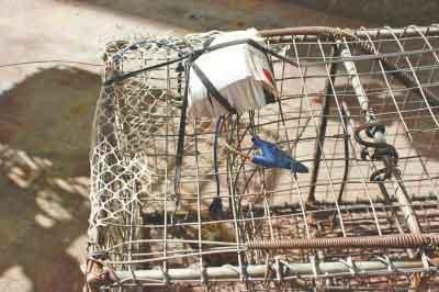 小贩为捕猫卖钱发明"神器":遥控小鸟诱猫入笼