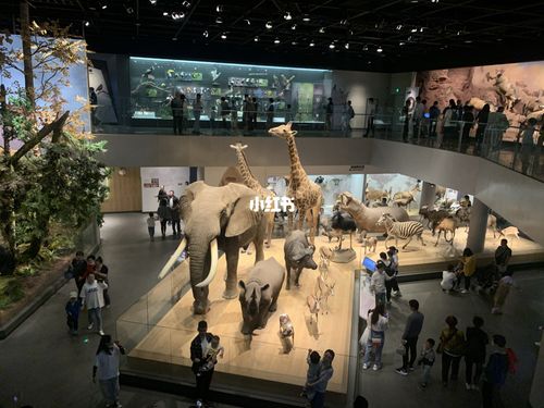 3日打卡安吉自然博物馆_自然博物馆_电影_恐龙_浙江