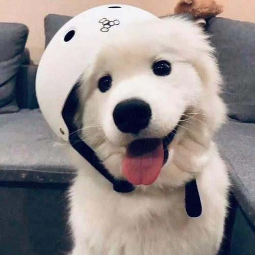 infj的在用,或者用过可爱动物做头像吗?