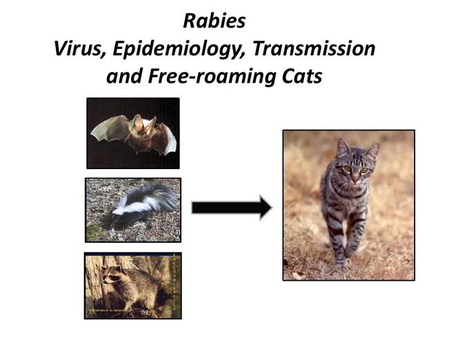 ws_cats_rabies_new