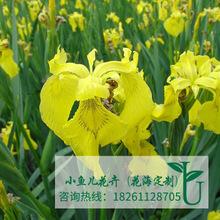 蓝花鸢尾种子别名蝴蝶兰多年生草本兰花燕尾黄菖蒲黄花鸢尾种子
