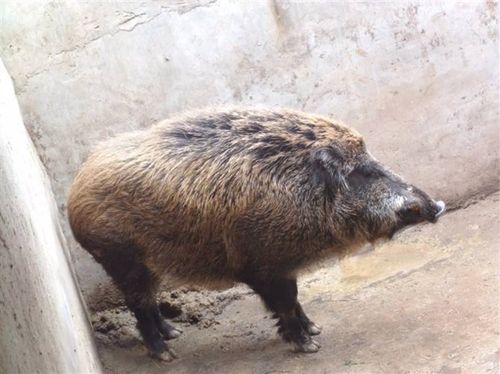 人工养殖野猪哪里卖种二代野猪苗