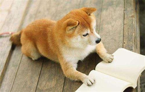 萌萌可爱狗狗之柴犬:我能背柴能哈皮!