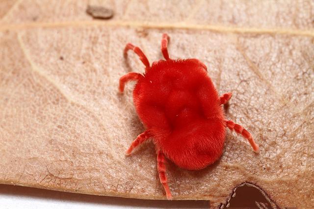 天天喊着除螨,但这种肉眼可见的红色大螨虫,真的不能