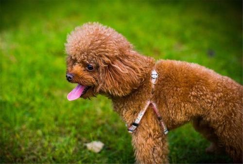 最适合家养的13种宠物狗,你养的是哪个?