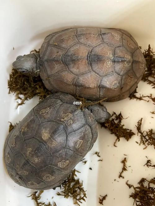 中华草龟 这是腐皮了吗_中华草龟_宠物_宠物其他