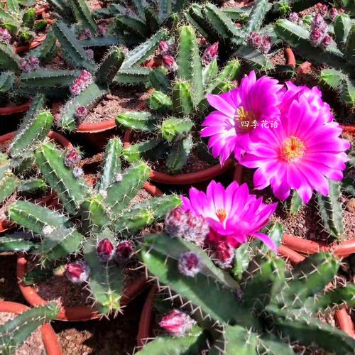 四季花语美花角虎头刺玫仙人掌鹿角柱属爱开花开大花品种