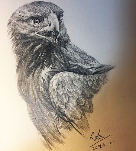 素描鹰 