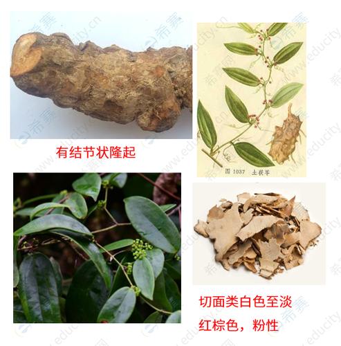 执业中药师考试考点之土茯苓