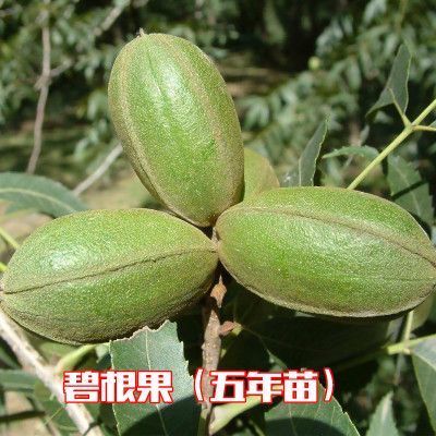 核桃树苗美国碧根果树嫁接苗长寿果当年结果南方北方种植盆栽