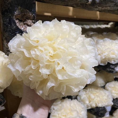 顺丰直达薯家上品福建古田6朵盒装新鲜银耳非干货软糯雪耳现摘活鲜白