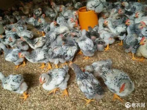 [芦花鸡苗批发] 卢花鸡苗价格5.2元/只 - 惠农网