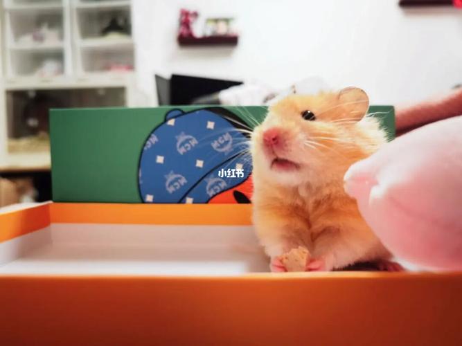 仓鼠咬笼子怎么办?_仓鼠_宠物_宠物其他
