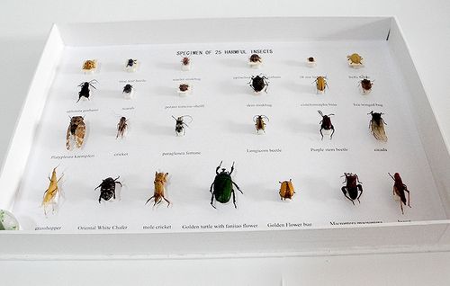 昆虫标本的制作方法