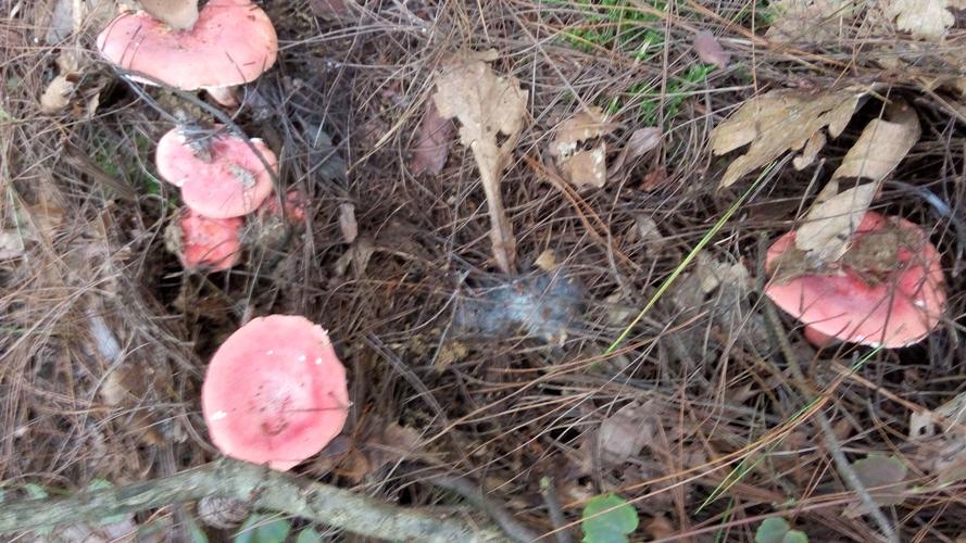 请问这是红菌吗?