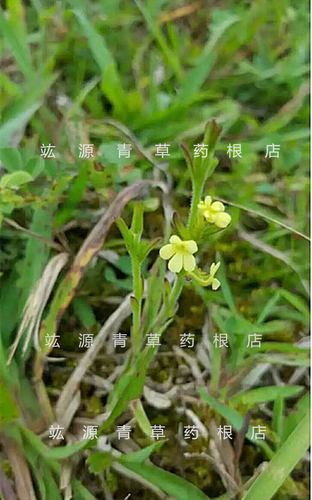 竑源青草药中草药正品野生独脚金独脚柑金锁匙疳积草小儿厌食疳积