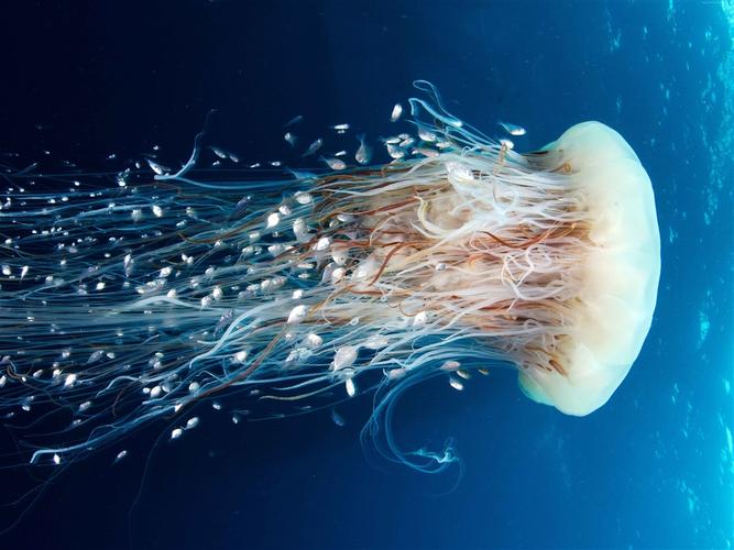 水母和鱼,朗伊罗阿,太平洋 壁纸 - 1024x768