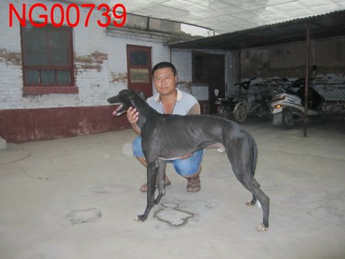 格力犬血统查询