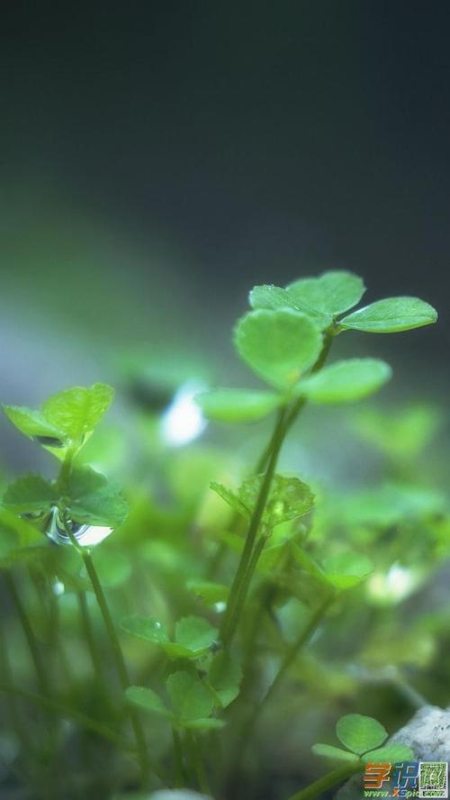 苹果8手机高清壁纸图片