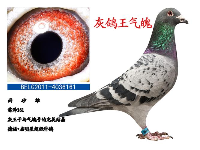 灰鸽王气魄
