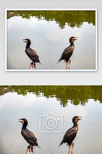 抓鱼小动物两只会捕鱼的鸬鹚摄影图图片下载