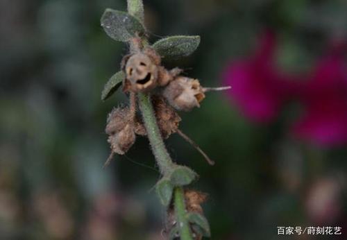 世界上最恐怖的花朵,凋零后挂满"骷髅头",连花艺师都