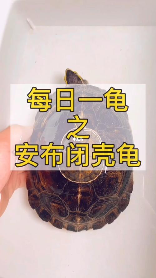安布闭壳龟详细介绍与饲养干货_宠物_安布闭壳龟_宠物