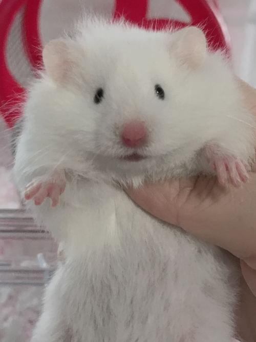 kjhgf可爱稀有金丝鼠宠物长毛金丝熊纯银熊象牙白熊蜜色波利纹家养