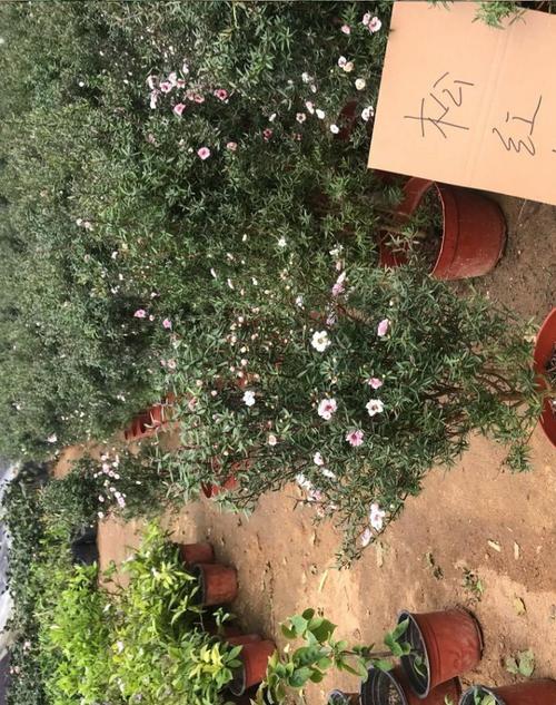 阳台松红梅花全年常绿花量巨大澳洲腊梅盆栽四季开花绿植花卉_7折现价