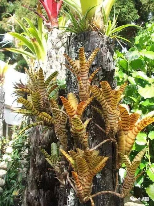 有沙漠凤梨(pitcairnioideae) 空气凤梨(tillandsioideae) 积水凤梨