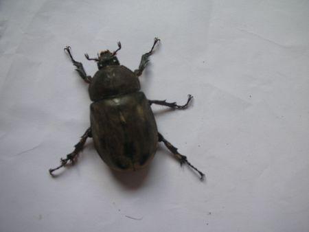 我有更好的答案 5条回答 不是屎壳螂   这个头上没角的  xcvxcvv21