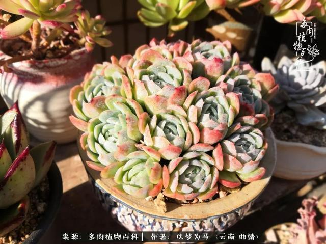 胭脂贝瑞,老桩颜色当然更胜一筹.