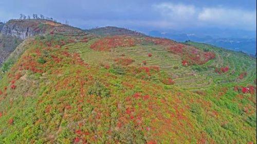 兴义白龙山:雾里看花游人醉 花中采茶别样美