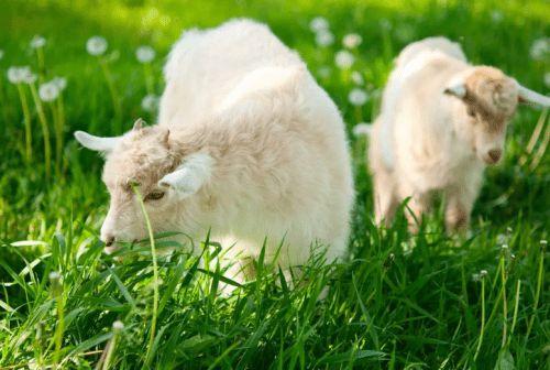 山羊奶vs绵羊奶,谁才是奶中之王?