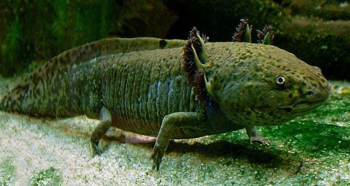 墨西哥两栖动物钝口螈图片2