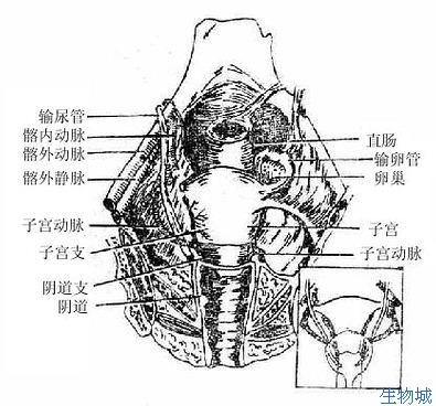 问答首页     行附件切除时,需要切断的有:卵巢固有韧带,骨盆漏斗韧带