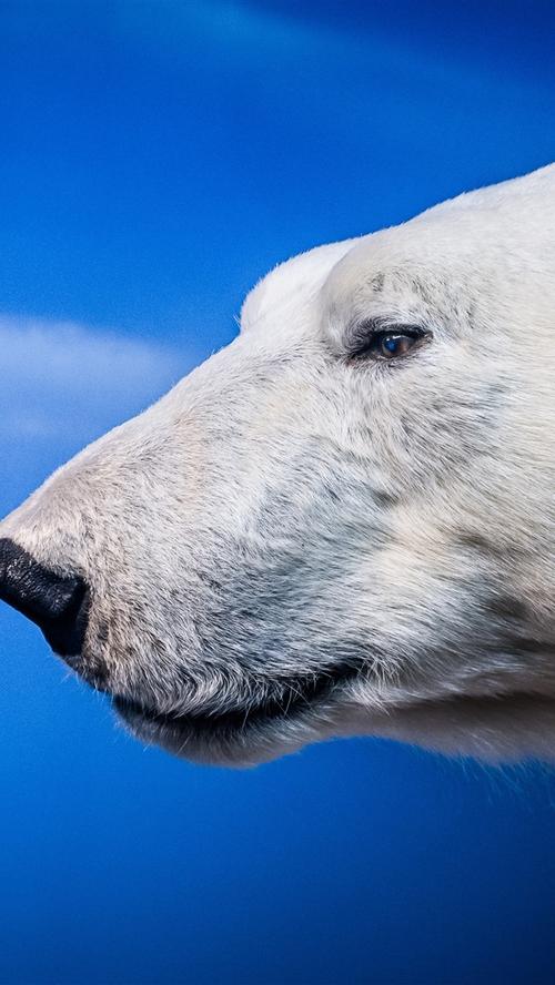 北极熊,头,眼睛,蓝色背景 iphone 壁纸