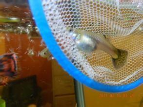 孔雀鱼怀孕怎么处理