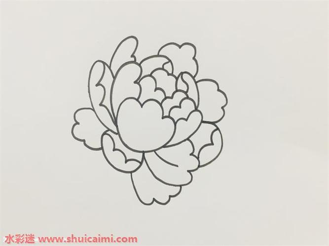 牡丹花简笔画的画法步骤图解
